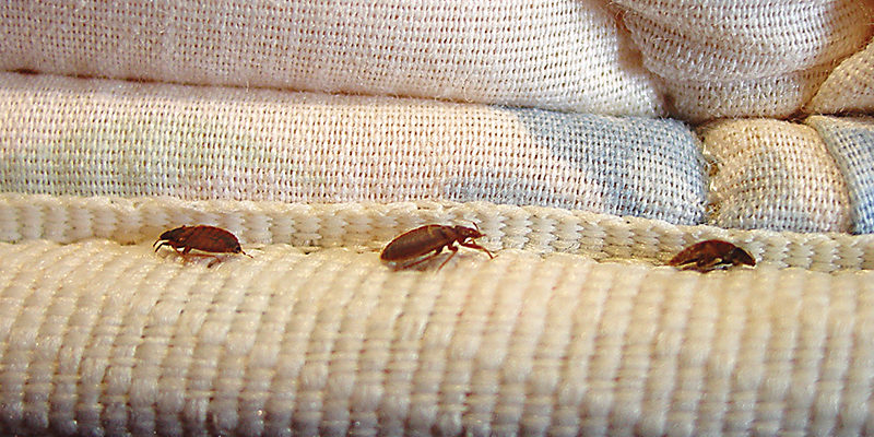 Bedbugs Management Service