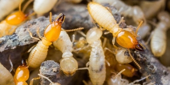 Intelligent Termite Management Service