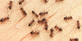 Intelligent Ants Management Service