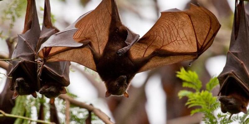 Bat Management Service