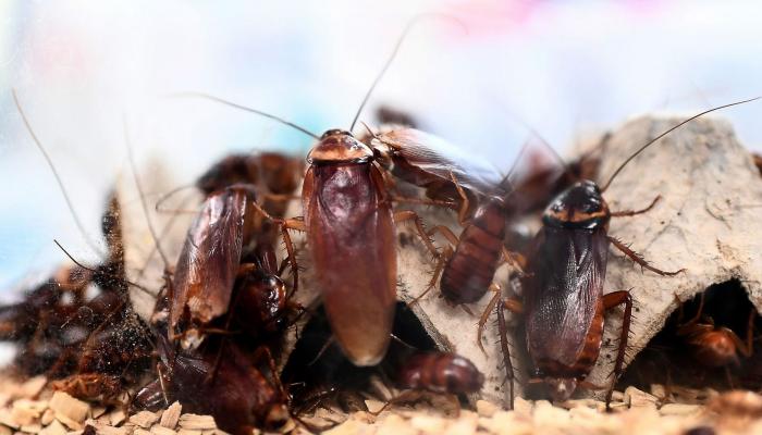 Intelligent Cockroach Management Service