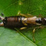 earwig-control-south-shore2-400x250-150x150