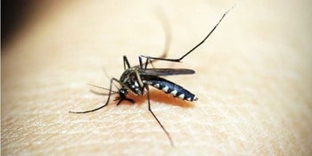 Intelligent Mosquito Management Service