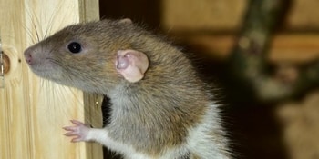 Intelligent Rodent Management Service