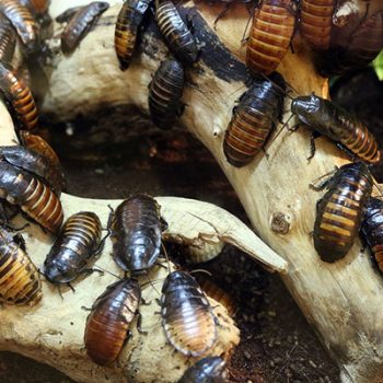 cockroaches-lithgow-pest-control-online